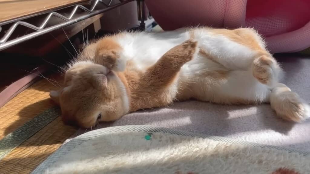 ここでもゴロンッ