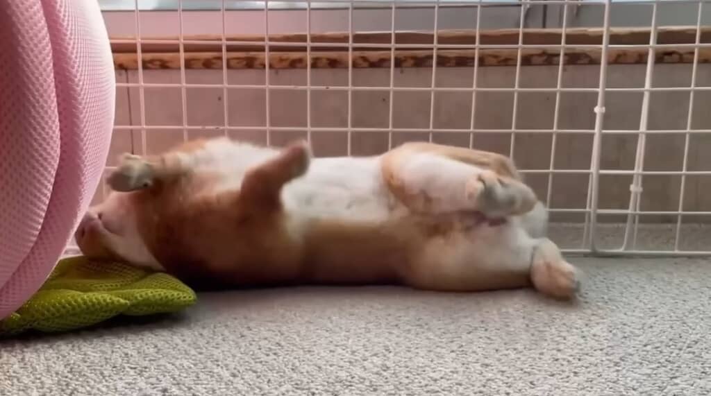 ヘソ天しそうな勢いでゴロンッ