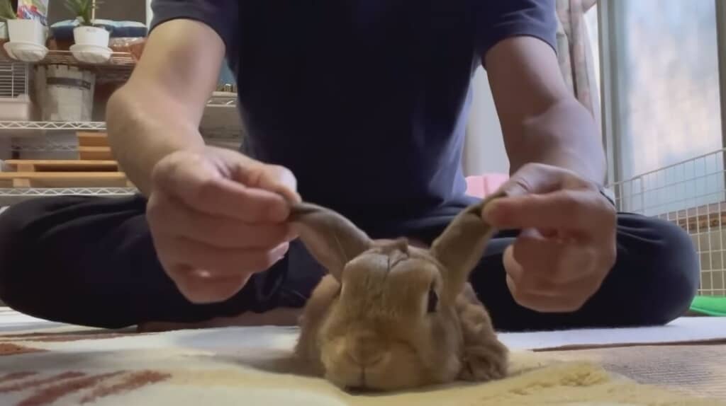 飼い主さんにされるがまま