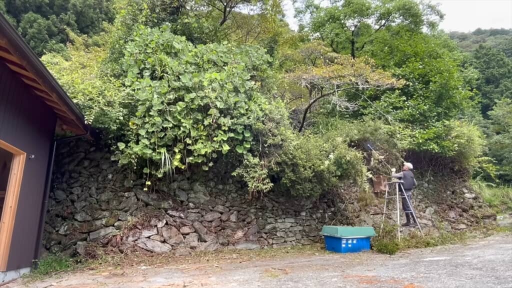 20年放置された自宅前の庭木を伐採