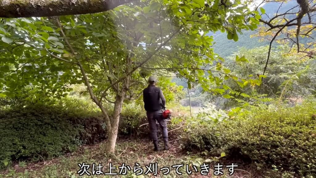 20年放置された自宅前の庭木を伐採