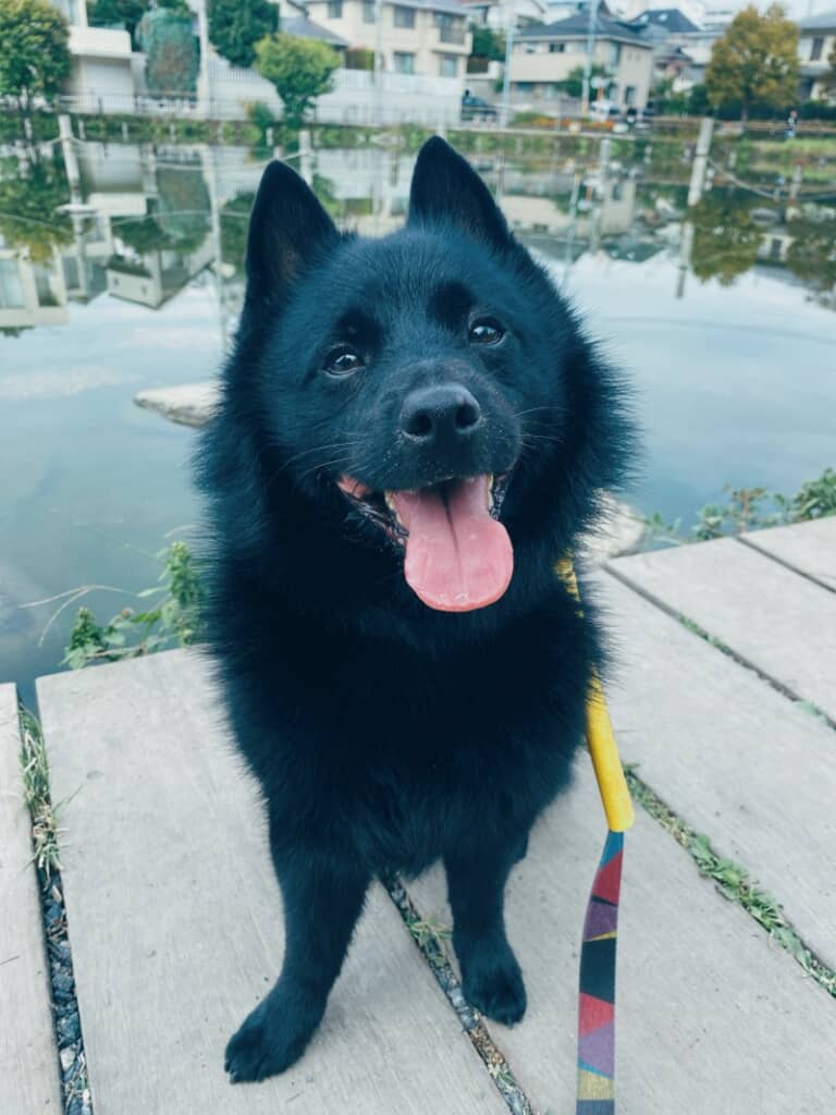 3時間お散歩してご機嫌なノアくん