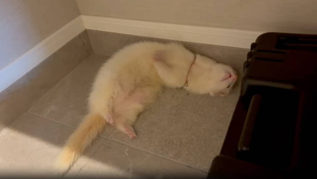 なんてかわいいダンスなんだ