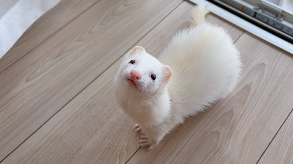 涼しくなってきて気持ちよさそうなウユちゃん