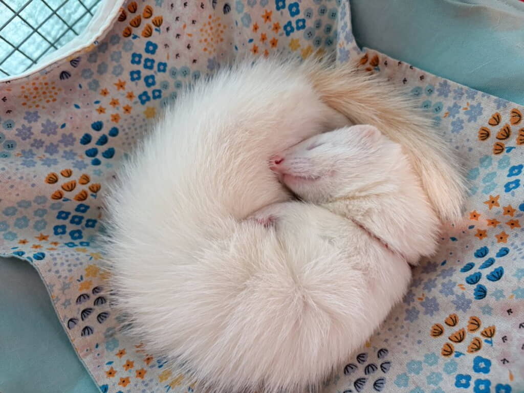 ふわふわのフェレモナイト