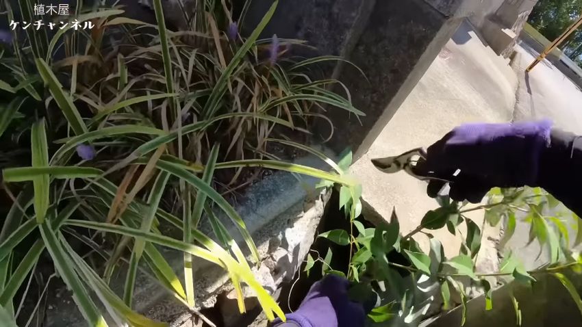コンクリートの隙間から生えているネズミモチをハサミで切る