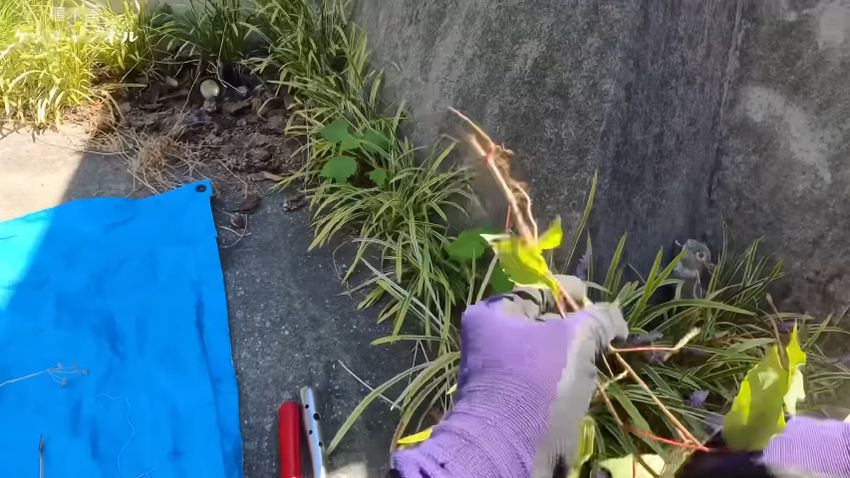 細いため手で引き抜けたアカメガシワ