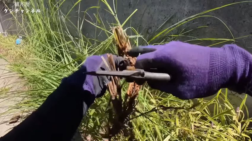 ススキの成長点