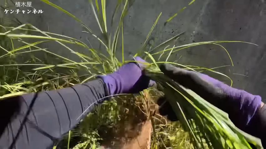 両手を使ってススキを引き抜く様子