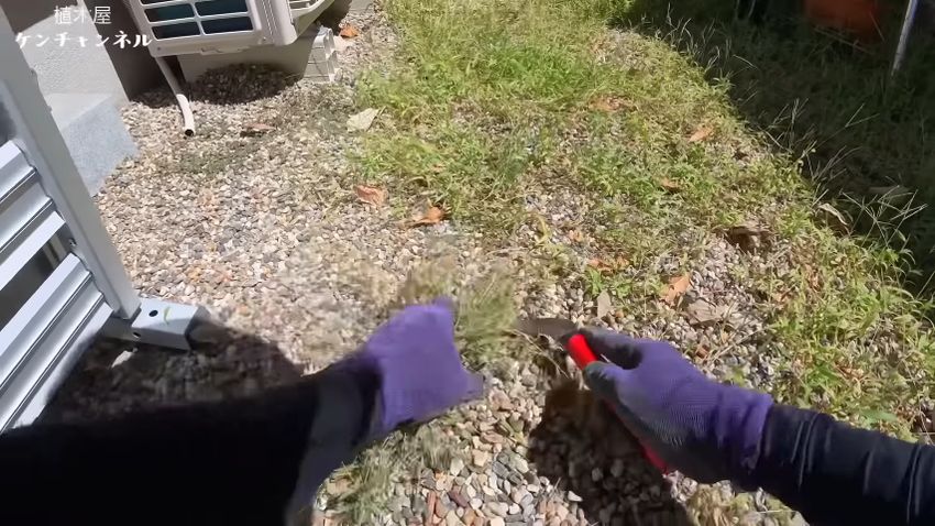 砂利の隙間から生えている草をむしり取る様子