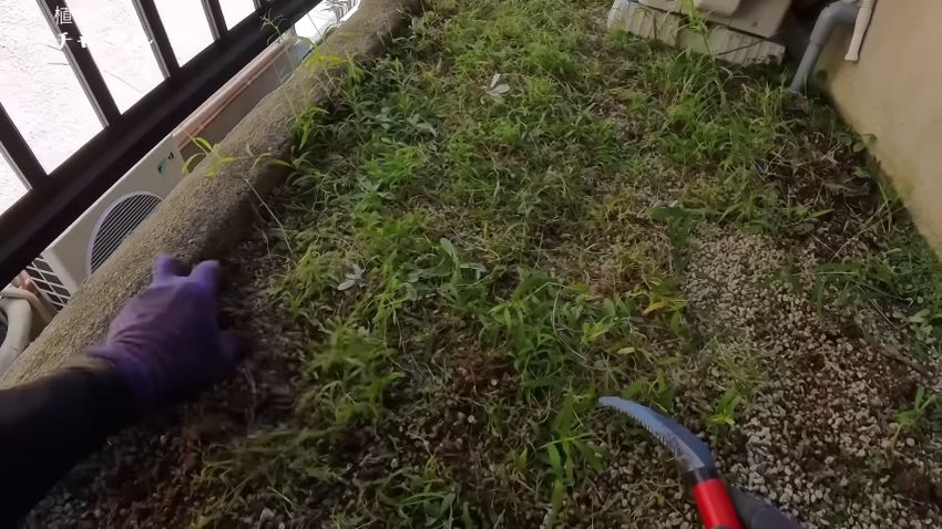 手とカマで草を取り除く様子