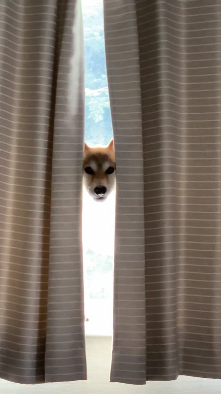 こっちを見てる