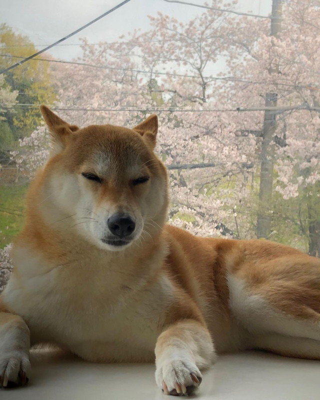 うとうとがかわいい