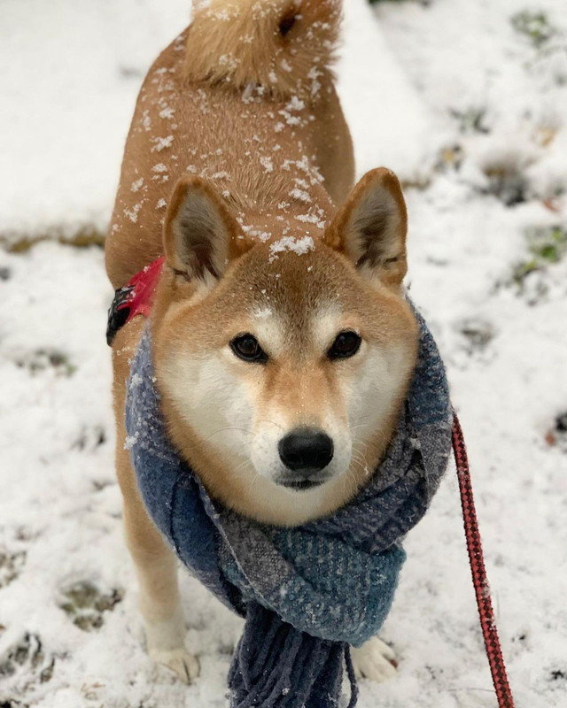 揚げパンみたい？