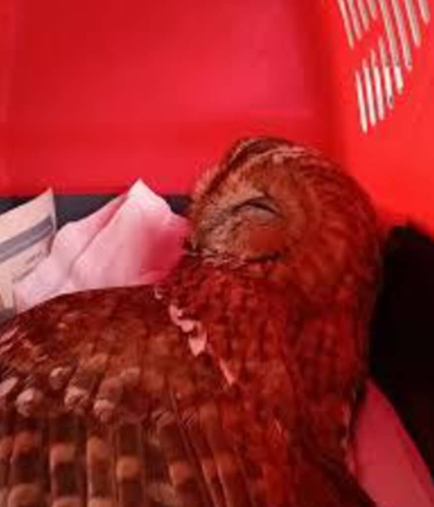 瀕死のところを救われたフクロウのティベリウス