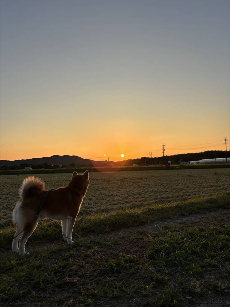 沈みゆく夕日を見つめるティーくん