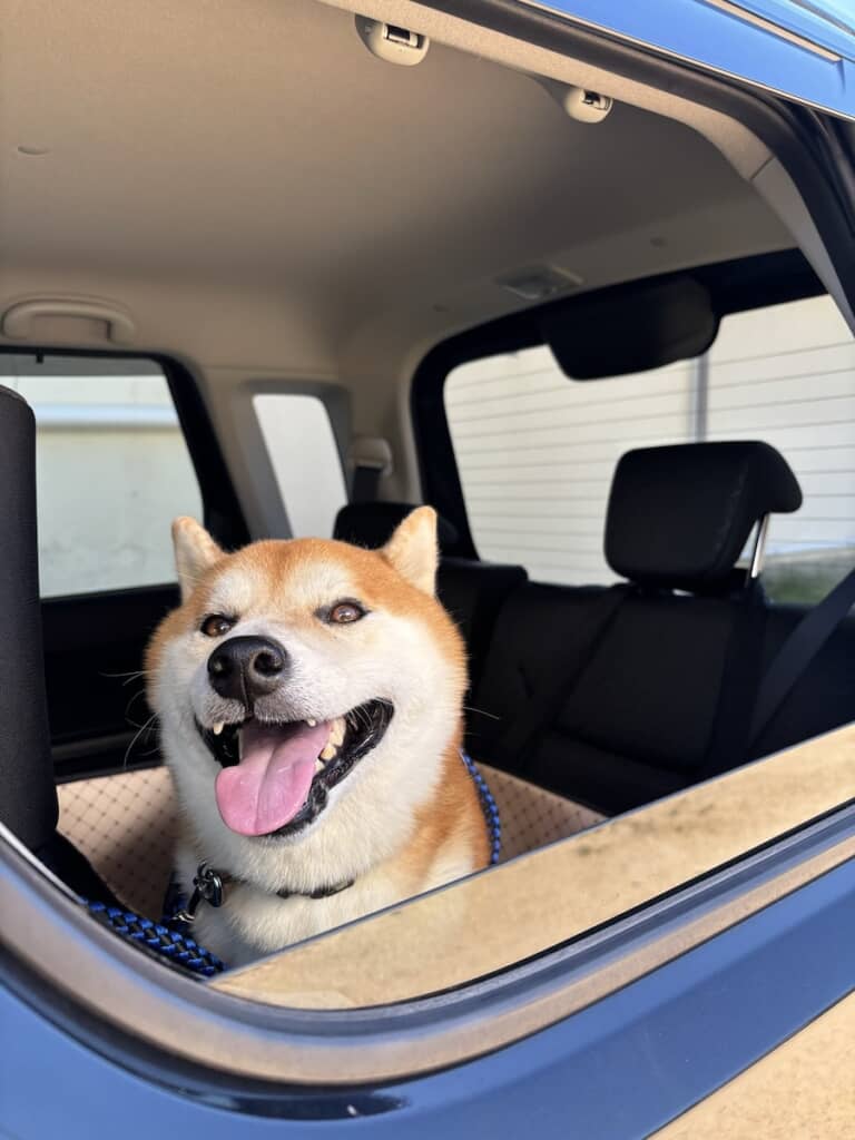 クルマに乗ってお出かけするティーくん