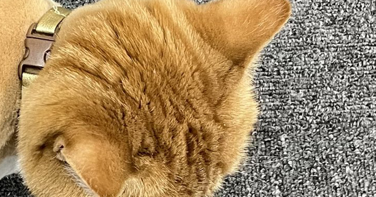 毛をカットしてもらった猫→帰ってきた姿を見ると……「笑ったww」　何かに似ている“まさかの1枚”に「思わず吹いちゃった」（1/2） | 猫 ねとらぼ