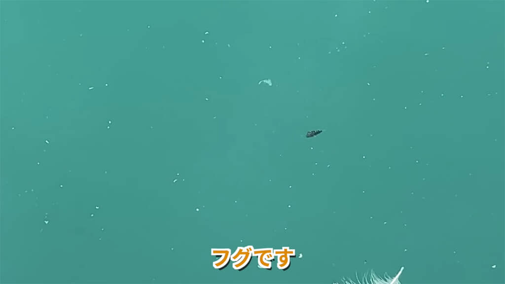 フグの稚魚、すぐに見つかりました