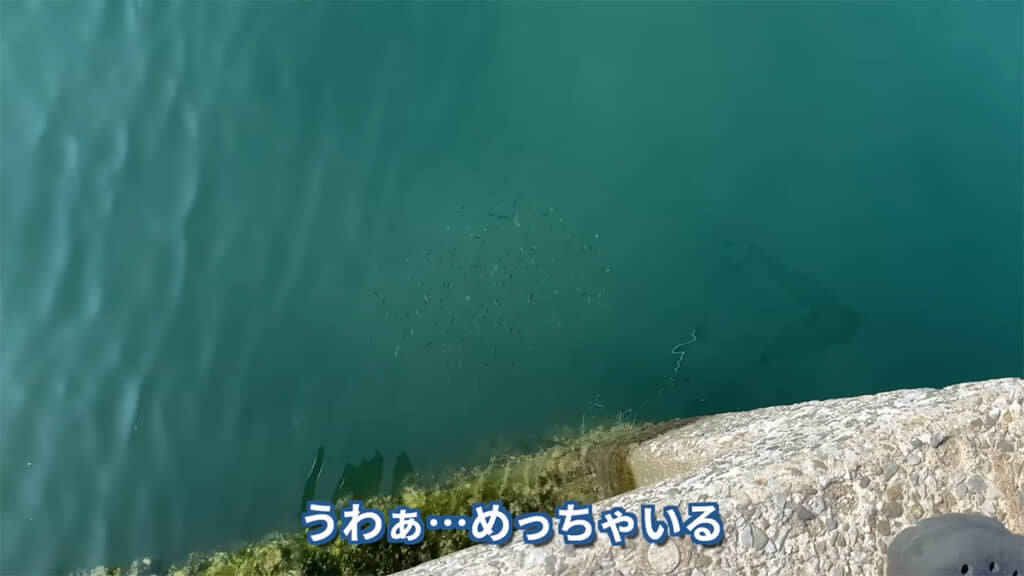 かなりの数がいるようです