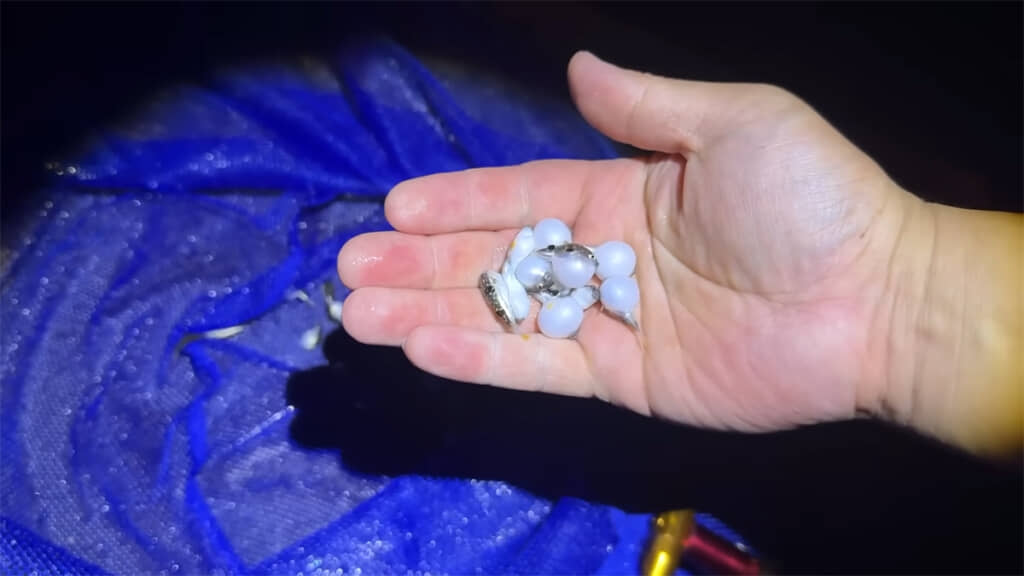 小さくてもぷくぷくと膨らむ姿はまさにフグですね