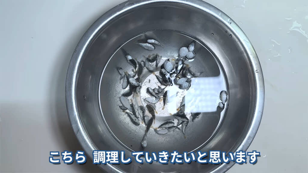 クサフグの稚魚を調理していきます