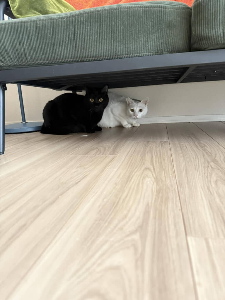 犯ニャンの顔がこちら