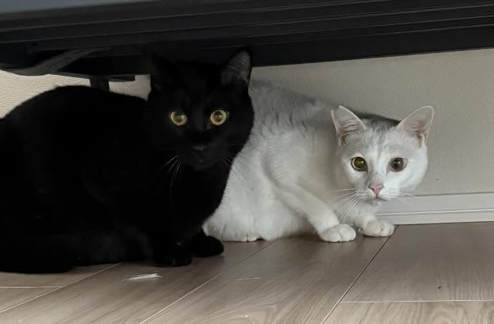 人間のせいだと言いたげです