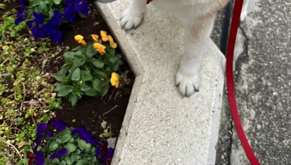 お散歩中にお花を発見したまるちゃん