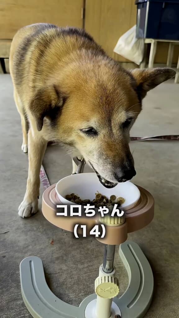 コロちゃんにも食欲が出て来ました