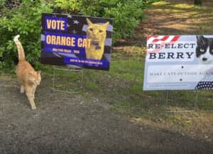 米マサチューセッツ州サマービルの自転車専用道路で開催された猫市長選挙