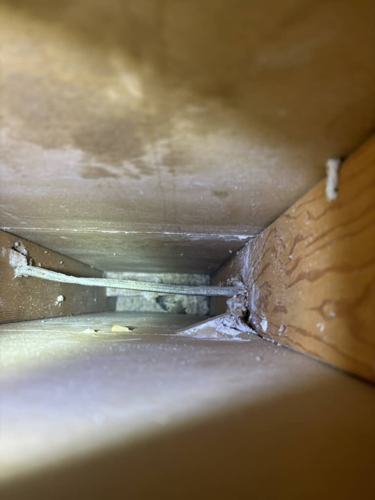 壁の中に閉じ込められた猫