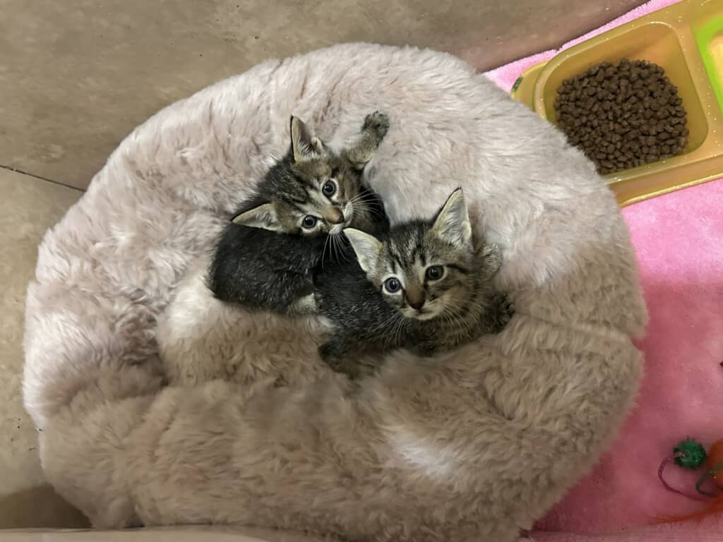 元気に回復した子猫たち