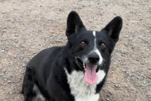 嵐で行方不明になっていた犬オピー