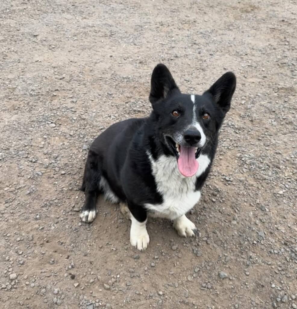 嵐で自宅から逃げ出したオピー