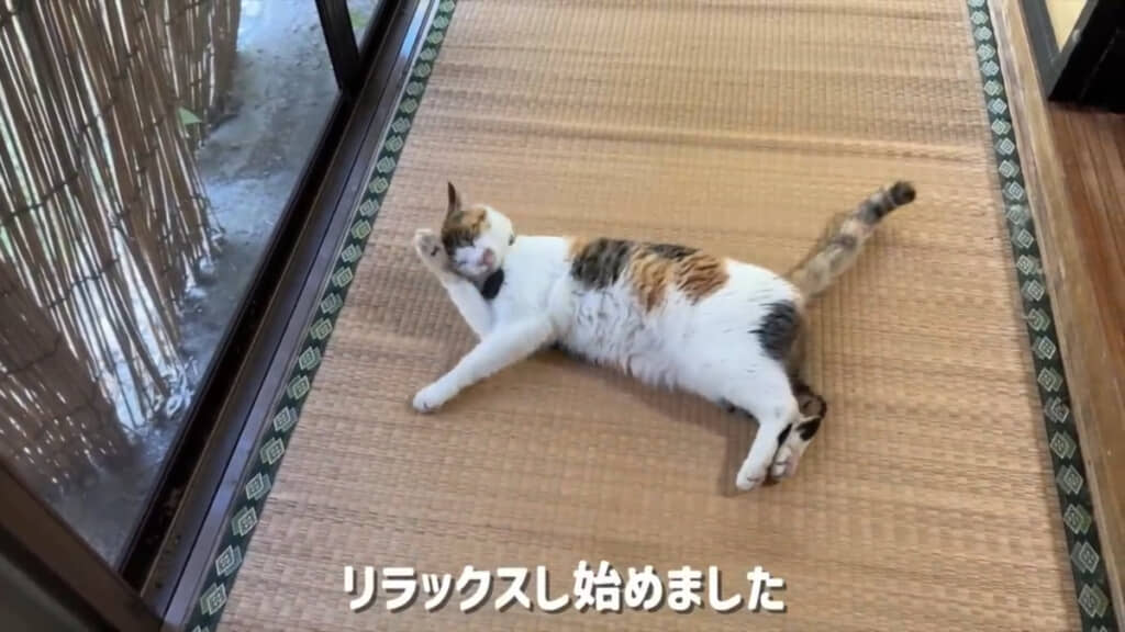 気づいたら気持ちよさそうにくつろいでいたすずちゃんです