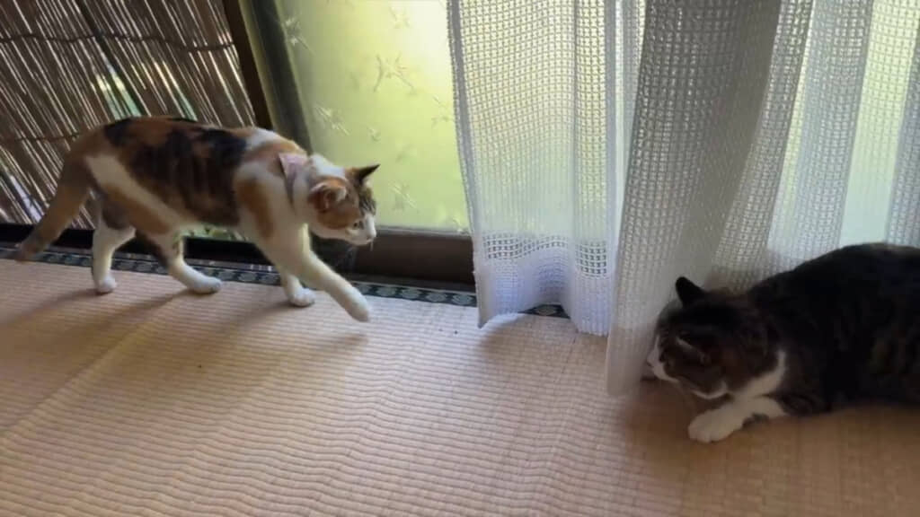 カーテンに隠れて……