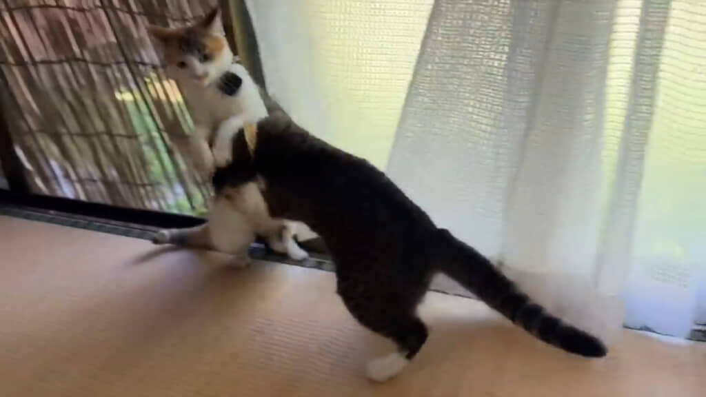 仲良く“おどかし合い”をするりんちゃんとすずちゃん！