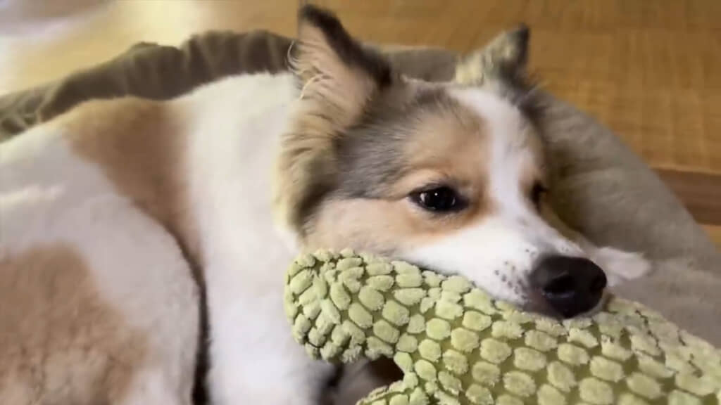飼い主さんとおもちゃで遊ぶタナちゃん