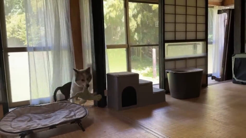 広くなってタナちゃんも前より走り回れるように