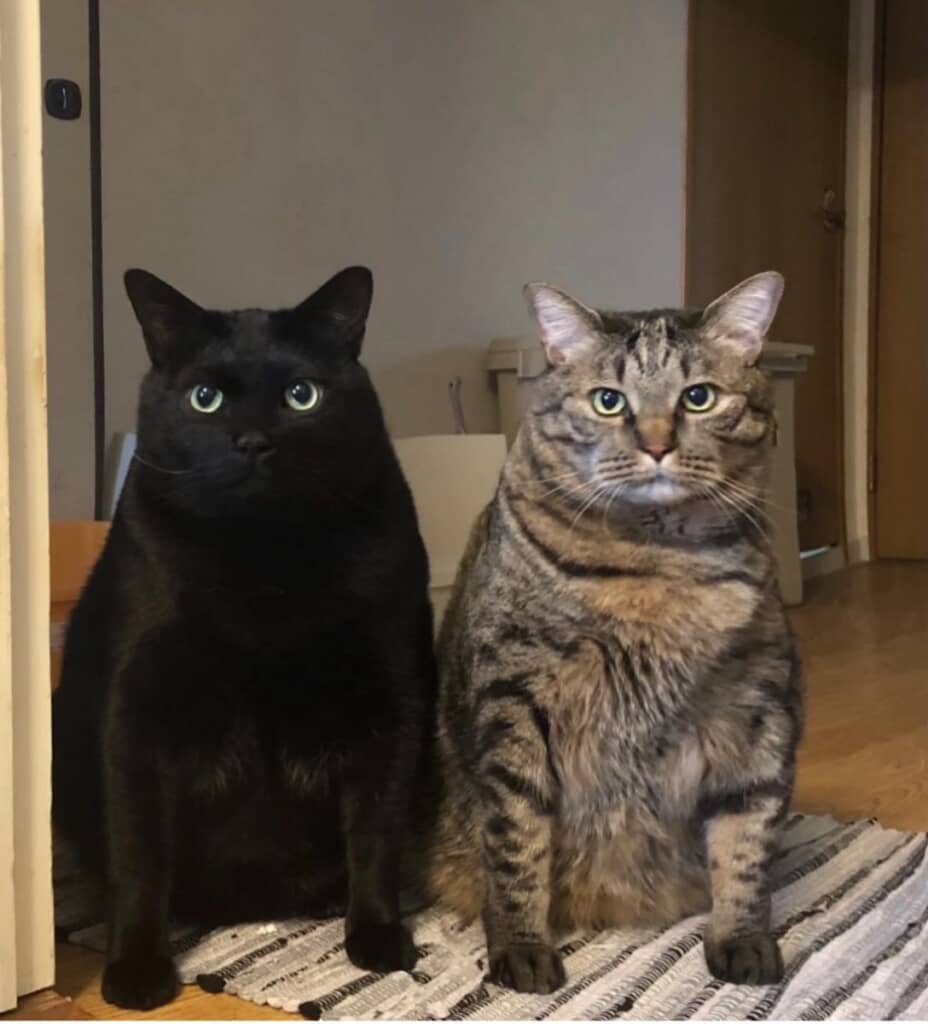 どっしりパツパツ兄弟へ大成長