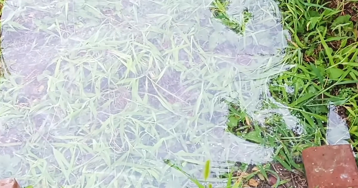 ビニールシートを敷いて“1日で枯らした”雑草→1カ月後……　目からウロコの結末に「これは絶対にやるべき」「知りませんでした」（1/3） | その他生き物 ねとらぼ