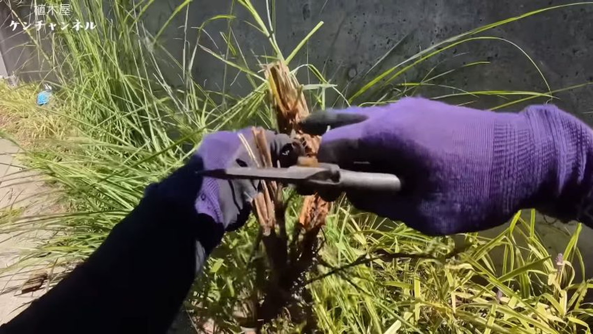 雑草のプロ「抜けるうちに抜け！」放置厳禁の“再生する危険な草”　種類別の対策が目からウロコ（1/3） | ライフハック ねとらぼ