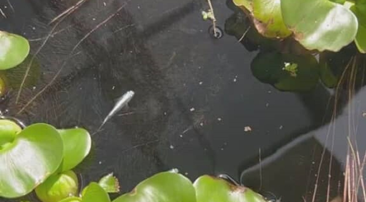 「助けて！なんかいる!!」大事なメダカ鉢に現れた“ド肝を抜く生物”に「こわぁ」「ちょっと可愛い…」「絶対いちゃダメ」（1/3） | その他生き物 ねとらぼ