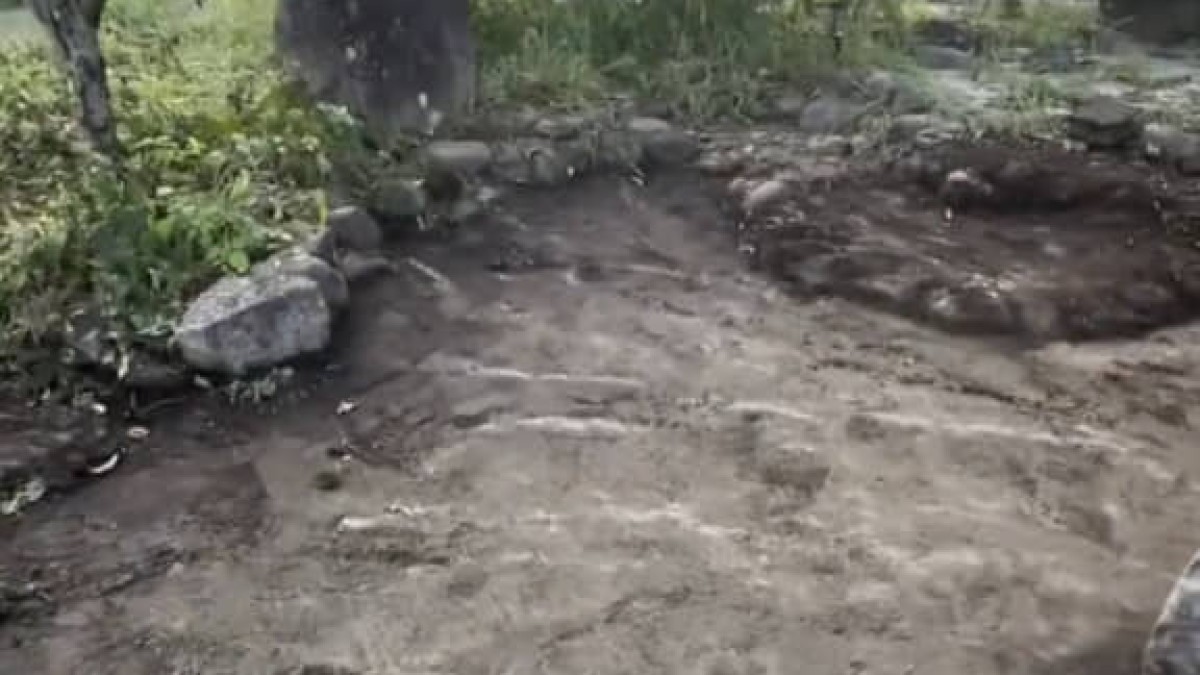 築80年の古民家、何もなかった庭にある朝……　“背筋が凍る光景”が850万再生「心配ですね」「そっと見守って」（1/2） | 小動物 ねとらぼ