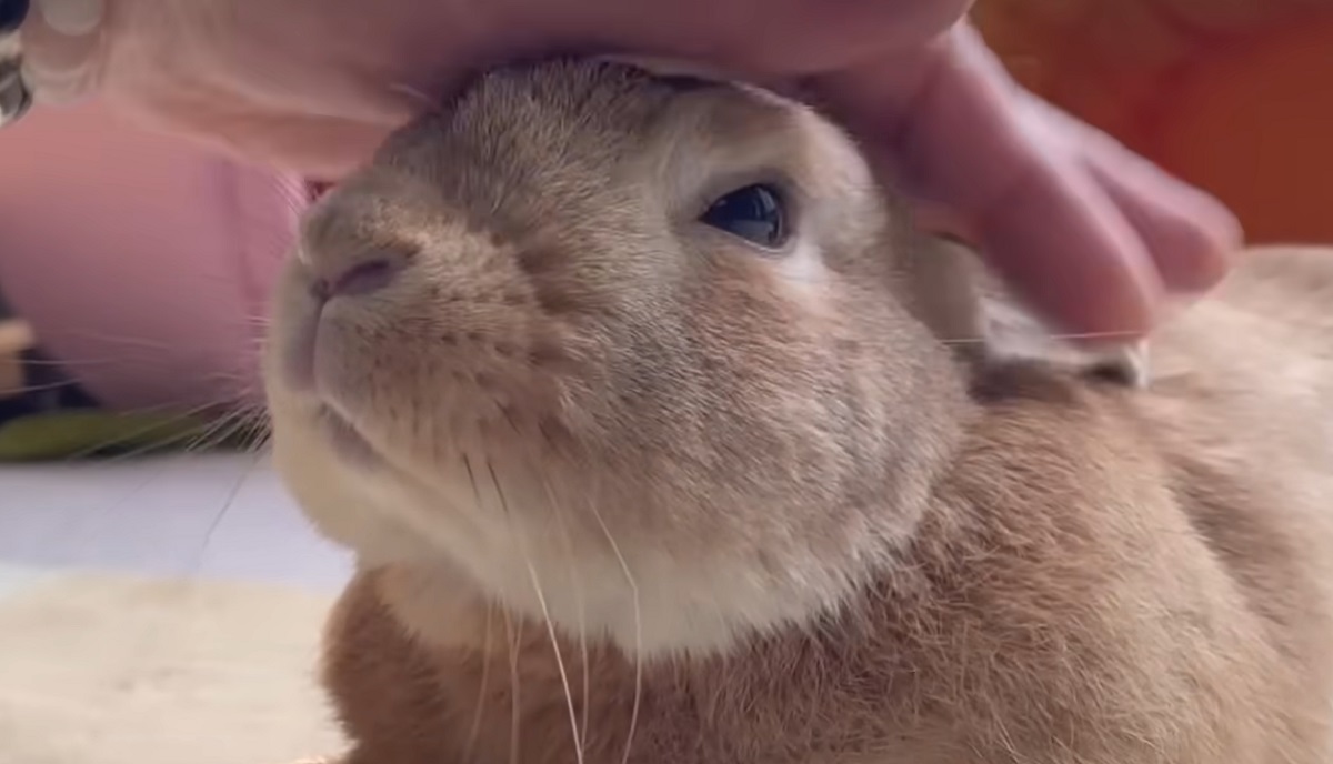 飼い主「奇跡が起きました」　愛情こめて6年間育てたウサギの“ありえない姿”に国内外から感動の声「びっくり」「宝物ですね」（1/3） | 小動物 ねとらぼ