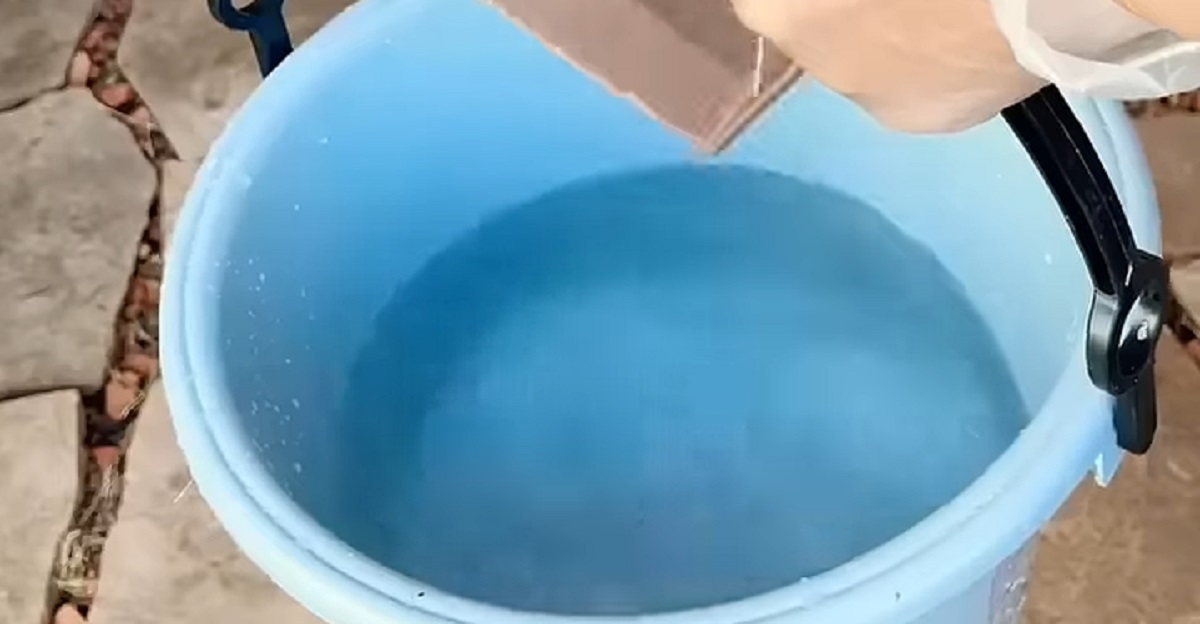 雑草ボーボーの庭タイルに“バケツと水”を使うだけで→「天才」「これはすごい！」一瞬で消え去る目からウロコの掃除術に反響（2/3） | ライフハック ねとらぼ