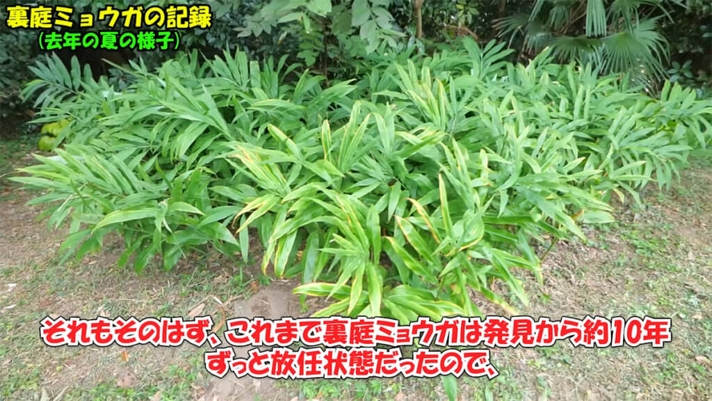 昨年までずっと放任状態だった裏庭ミョウガ