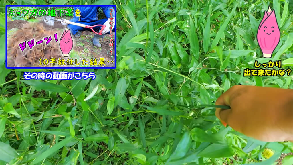 画面いっぱいのミョウガ……と思いきや、大部分はツユクサなのだとか