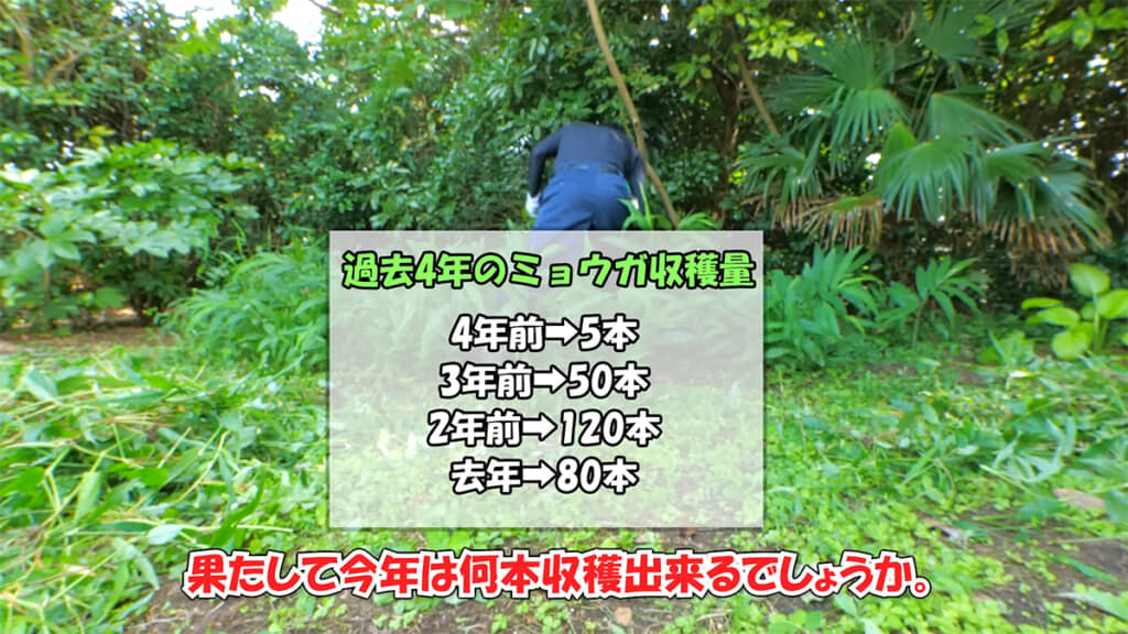 ひたすらツユクサを抜いていきます